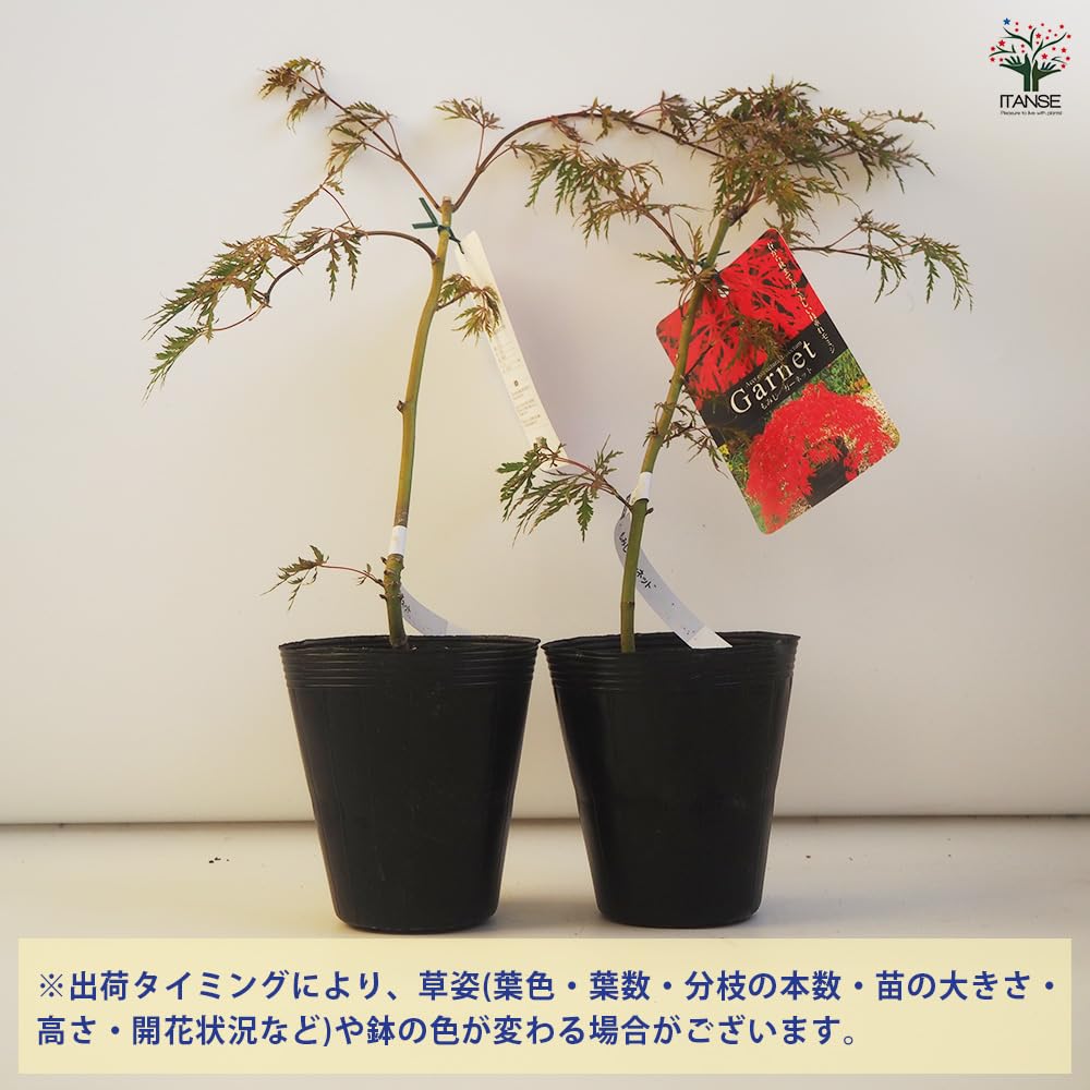モミジです。 もみじ シギタツサワ : 横の植木屋さん - 通販 - Yahoo!ショッピング